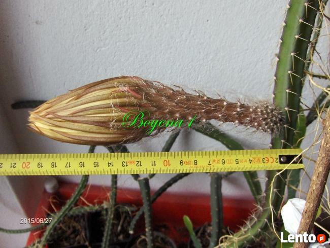 EPIPHYLLUM - egzotyczne- epifilum- kaktus,