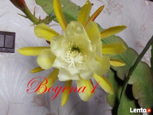 EPIPHYLLUM - egzotyczne- epifilum- kaktus,
