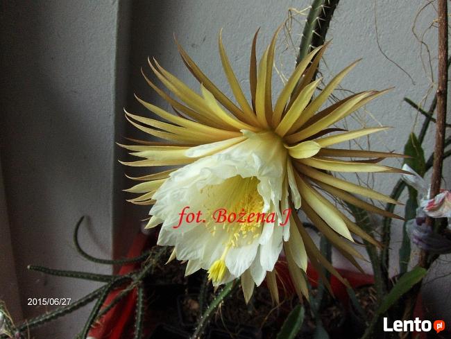 EPIPHYLLUM - egzotyczne- epifilum- kaktus,
