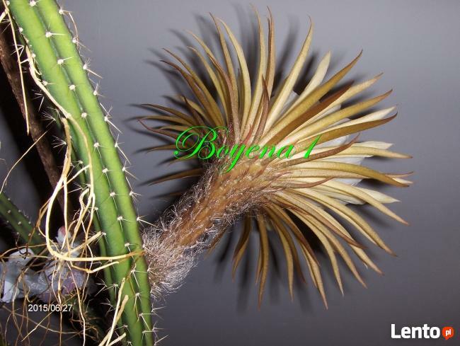 EPIPHYLLUM - egzotyczne- epifilum- kaktus,