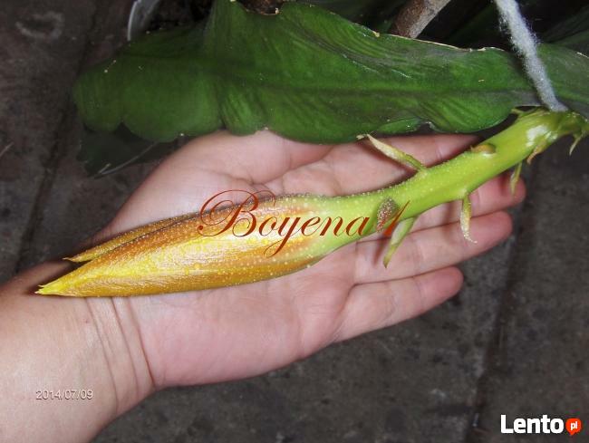 EPIPHYLLUM - egzotyczne- epifilum- kaktus,