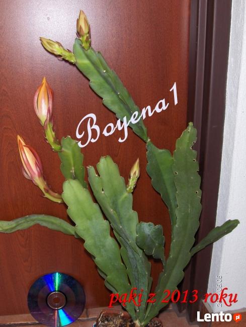 EPIPHYLLUM - egzotyczne- epifilum- kaktus,