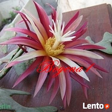EPIPHYLLUM - egzotyczne- epifilum- kaktus,