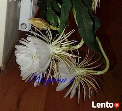 EPIPHYLLUM - egzotyczne- epifilum- kaktus,