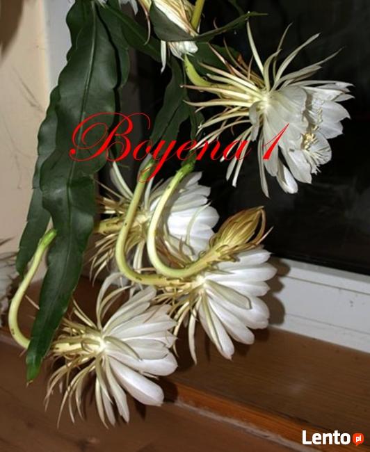 EPIPHYLLUM - egzotyczne- epifilum- kaktus,