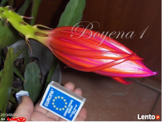 EPIPHYLLUM - egzotyczne- epifilum- kaktus,