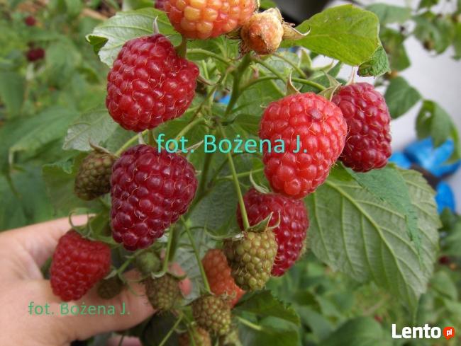 MALINY------Malina-------Krzewy malin ------- KRZEWY malin