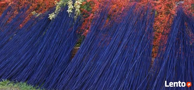 Wiklina Gospodarstwo Wikliniarskie Polskie Plecionkarstwo