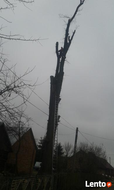 Wycinanie drzew Stalowa Wola Sandomierz Tarnobrzeg