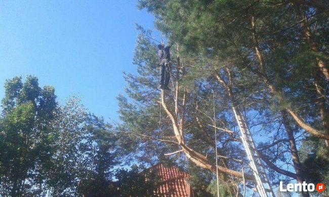 Wycinanie drzew Stalowa Wola Sandomierz Tarnobrzeg