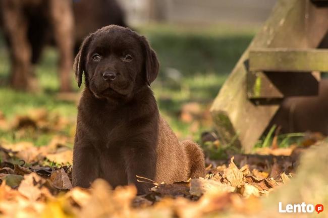 Labrador retriever po InterChampionie FCI