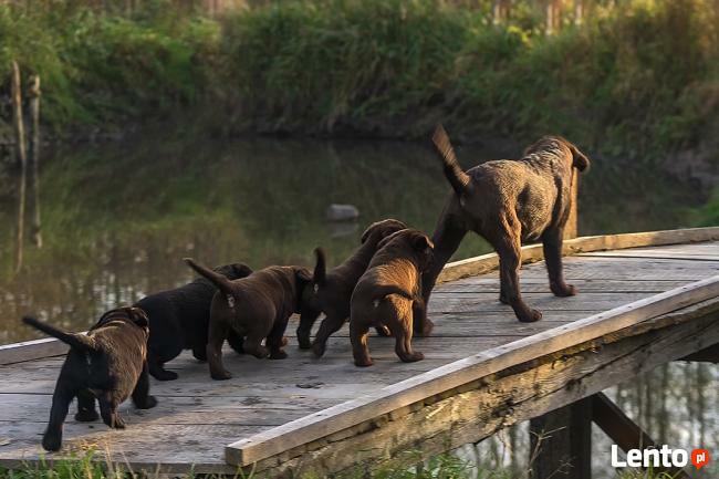 Labrador retriever po InterChampionie FCI