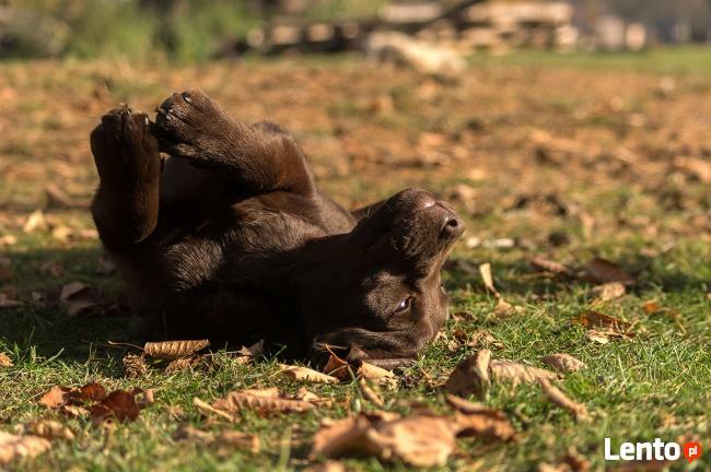 Labrador retriever po InterChampionie FCI