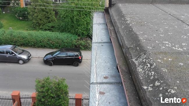 Kolce na ptaki, kolce przeciw gołębiom, antyptaki