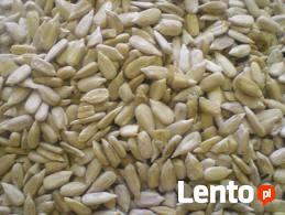 Slonecznik konfekcyjny od producenta 1,7 zl/kg