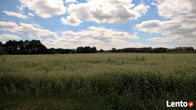 Działka budowlana Biedrzychowice