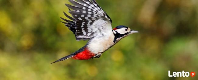 ORNITOLOG WARSZAWA | OPINIA ORNITOLOGICZNA