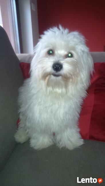 Opieka nad zwierzętami w czasie weekendu lub urlopu