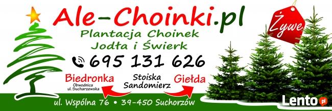 Choinka jodła kaukaska świerk srebrny, choinki promocja hurt