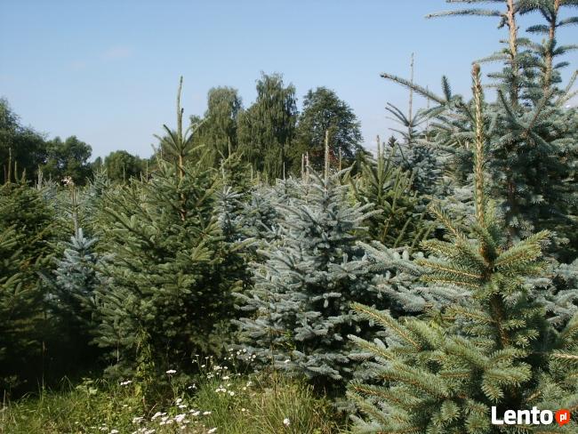 Choinka jodła kaukaska świerk srebrny, choinki promocja hurt