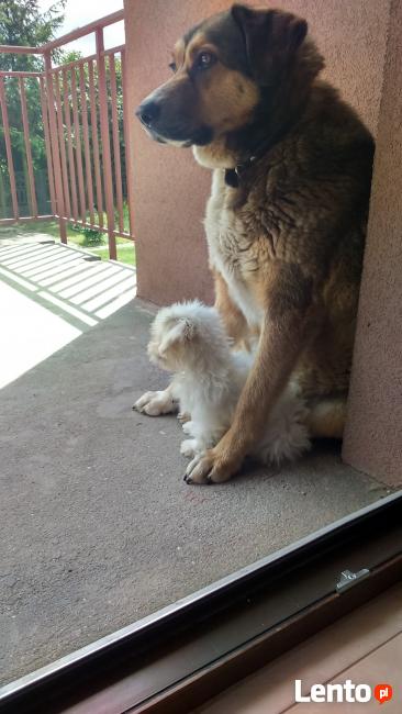 Opieka nad zwierzętami w czasie weekendu lub urlopu