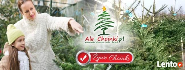 Choinka jodła kaukaska świerk srebrny, choinki promocja hurt