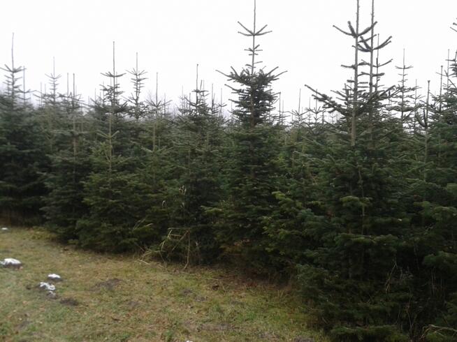 Choinka choinki- jodła kaukaska z plantacji w Zamościu