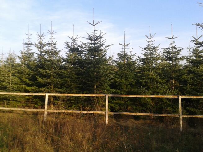 Choinka choinki- jodła kaukaska z plantacji w Zamościu