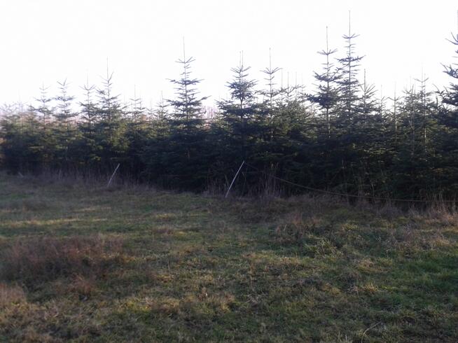 Choinka choinki- jodła kaukaska z plantacji w Zamościu