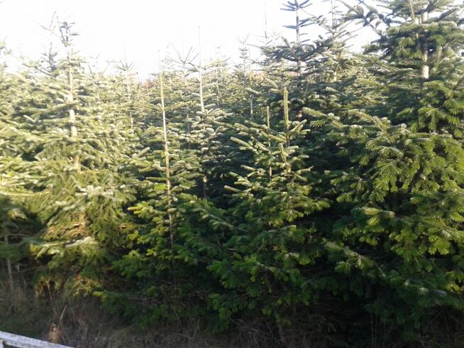 Choinka choinki- jodła kaukaska z plantacji w Zamościu