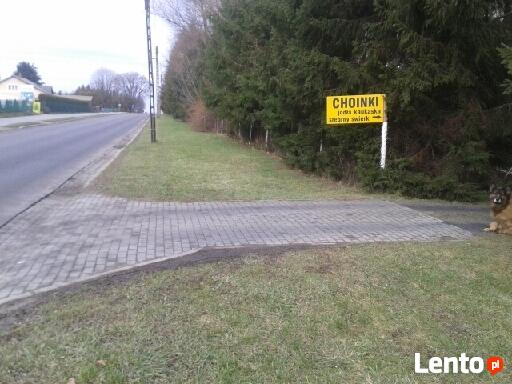 Choinka choinki- jodła kaukaska z plantacji w Zamościu