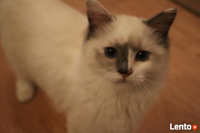 Kocieta Ragdoll na kolanka