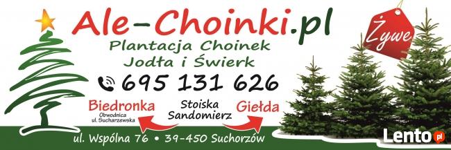 Choinka jodła kaukaska świerk srebrny, choinki