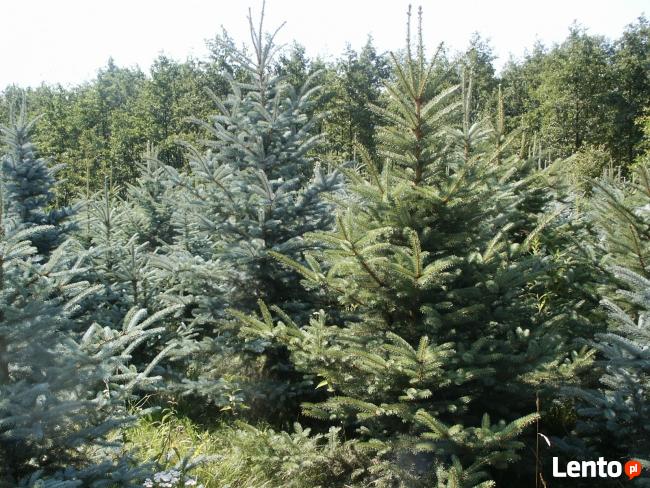 Choinka jodła kaukaska świerk srebrny, choinki