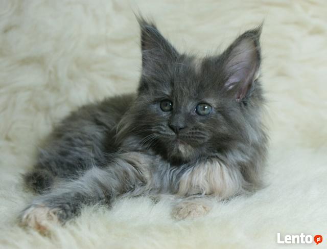 Cudowne kocięta maine coon