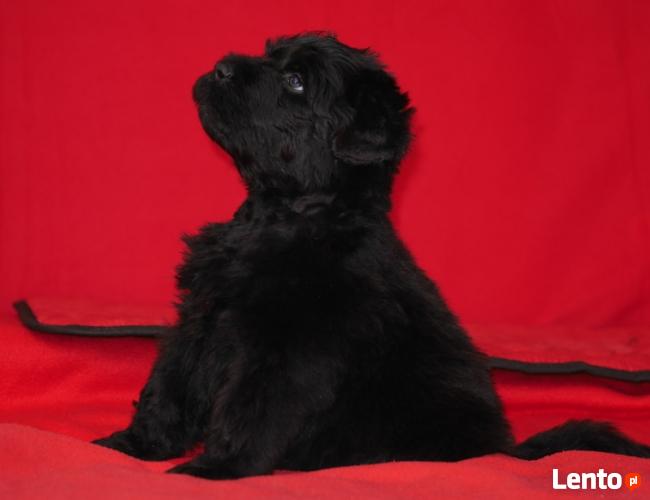 Czarny terier rosyjski - szczenięta rodowodowe