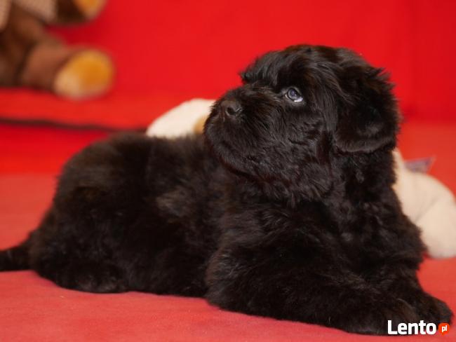 Czarny terier rosyjski - szczenięta rodowodowe