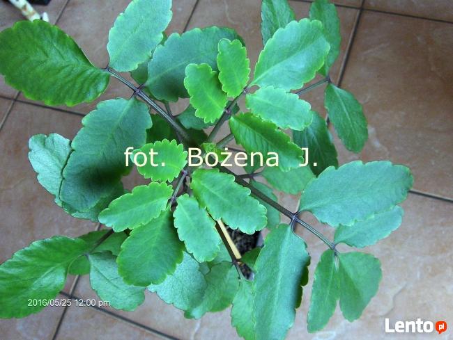 Żyworódka ( PINNATA ) kalanchoe, PRAWDZIWA --- -- LECZNICZA