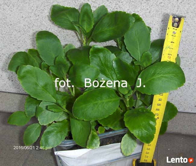 Żyworódka ( PINNATA ) kalanchoe, PRAWDZIWA --- -- LECZNICZA