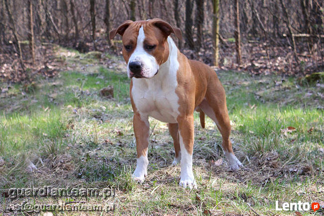 AMSTAFF - American Stafordshire Terrier - KRYCIE