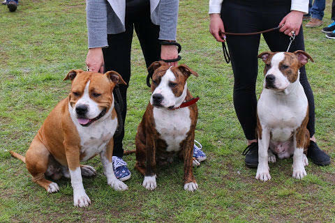 AMSTAFF - American Stafordshire Terrier - KRYCIE