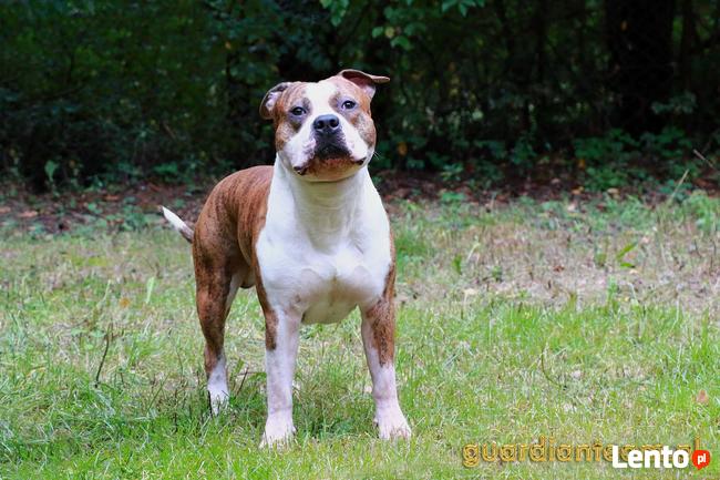 AMSTAFF - American Stafordshire Terrier - KRYCIE