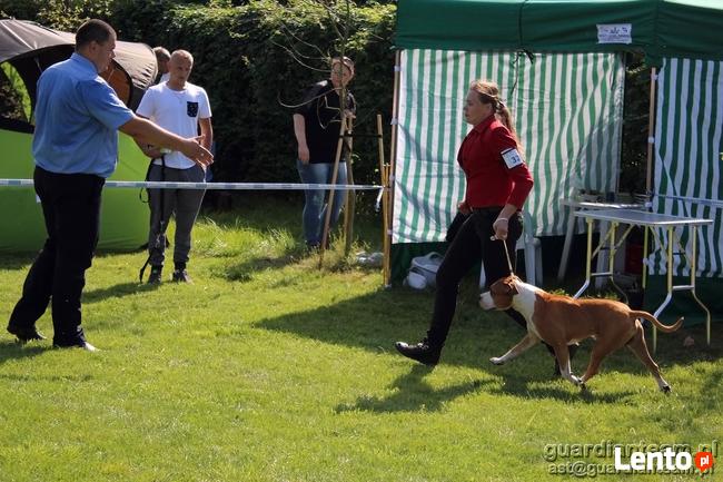 AMSTAFF - American Stafordshire Terrier - KRYCIE