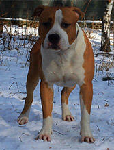 AMSTAFF - American Stafordshire Terrier - KRYCIE