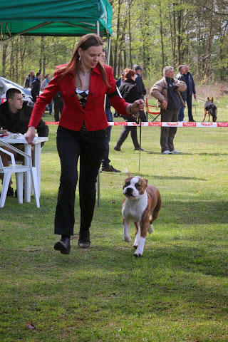 AMSTAFF - American Stafordshire Terrier - KRYCIE