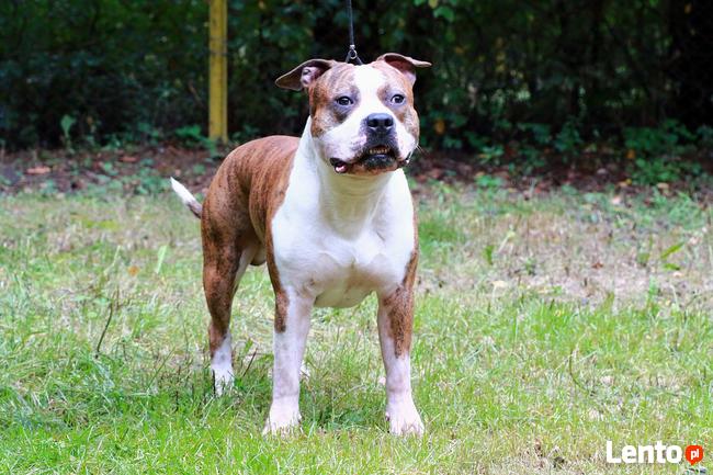 AMSTAFF - American Stafordshire Terrier - KRYCIE
