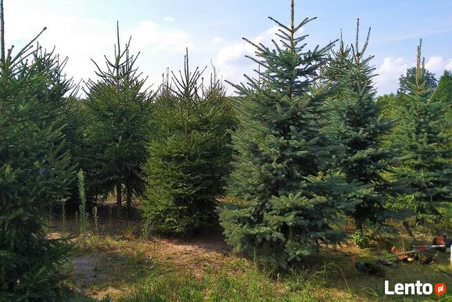 WYSOKIE ŚWIERKI duże CHOINKI do firm konferencje kościoła