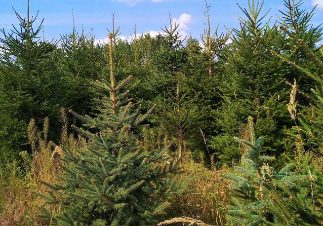 WYSOKIE ŚWIERKI duże CHOINKI do firm konferencje kościoła