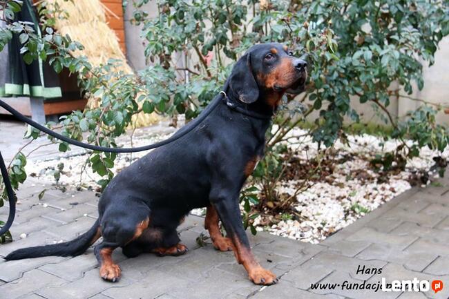 Hans - w typie polskiego gończego