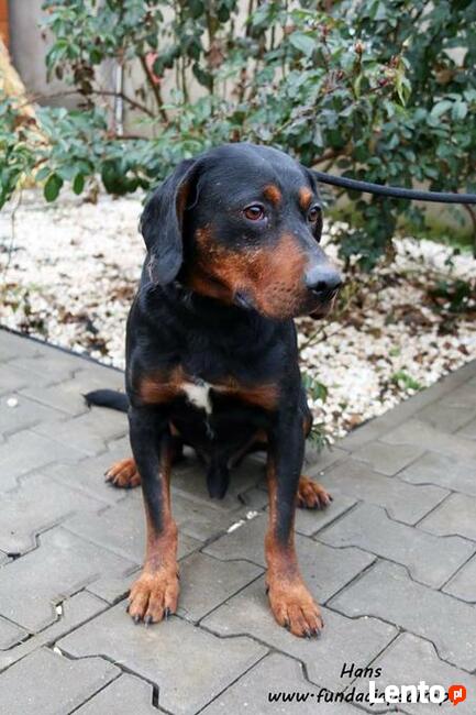 Hans - w typie polskiego gończego